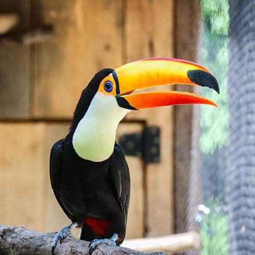 John Ball Zoo